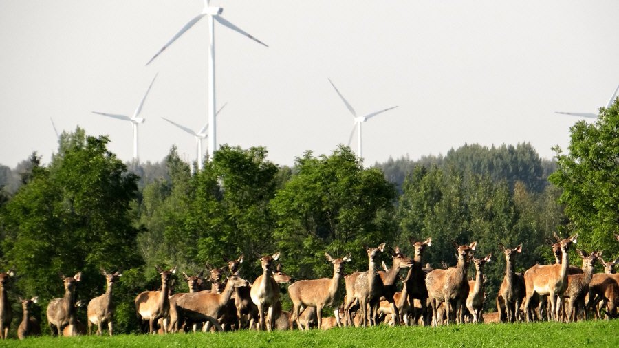 RUDZIE chov jelení farmy v Polsku výroba plemenného materiálu 02