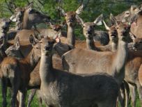 RUDZIE chov jelení farmy v Polsku výroba plemenného materiálu